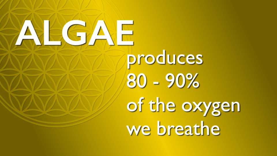 Algae produces 80% of the oxygen we breathe