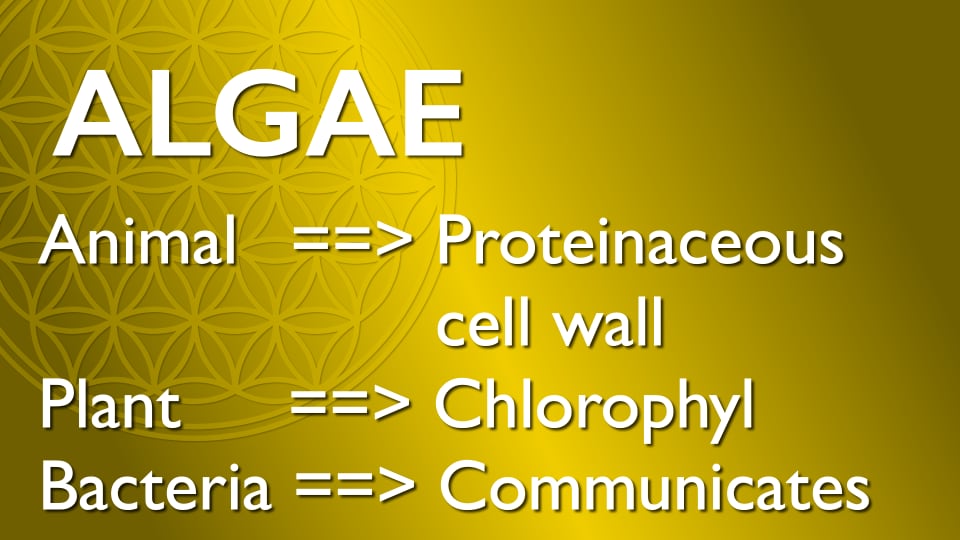 Properties of algae